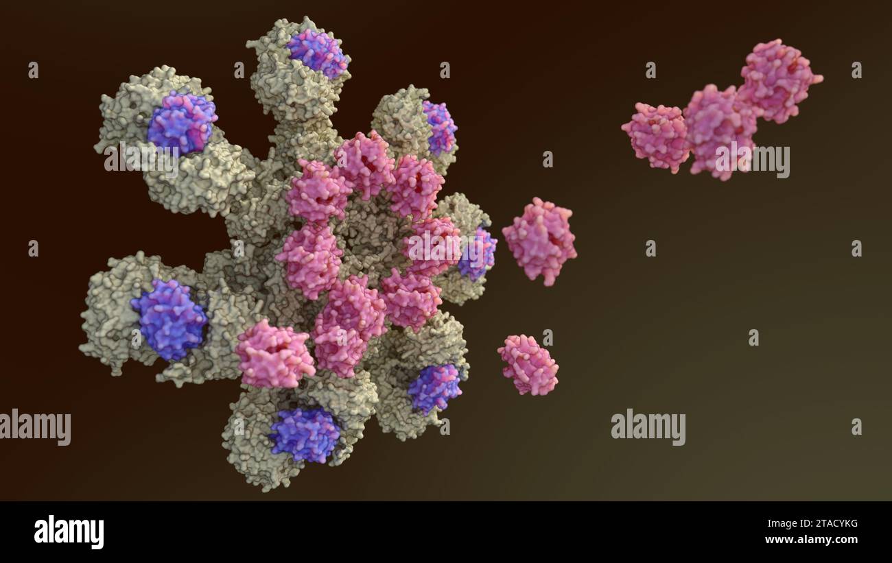 Le rendu 3D de la liaison de caspase-9 à la molécule d'apoptosome humain contient sept molécules Apaf-1 disposées symétriquement dans une structure en forme de roue Banque D'Images