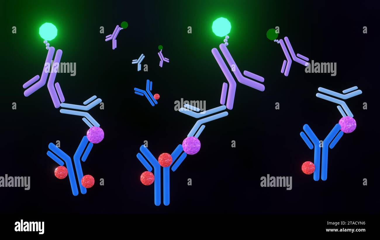 Un rendu 3D illustre une technique ELISA sandwich, où la détection de l'antigène est réalisée entre deux couches d'anticorps : un anticorps de capture et un Banque D'Images