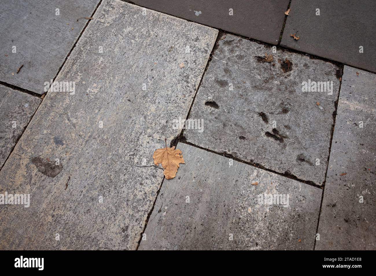 Feuille d'automne unique sur un trottoir, dalles de trottoir en béton Banque D'Images