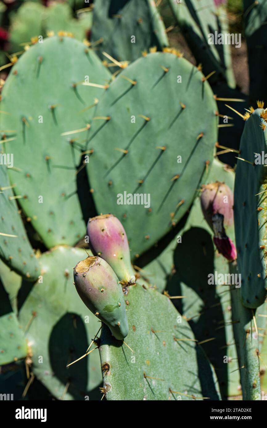 Cactus Opuntia avec des fruits en plein air Banque D'Images