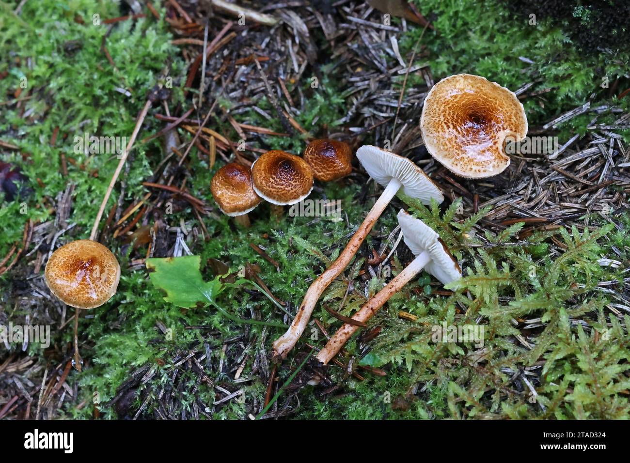 Lepiota castanea, communément appelée le dapperling de châtaigniers, un champignon toxique de Finlande Banque D'Images
