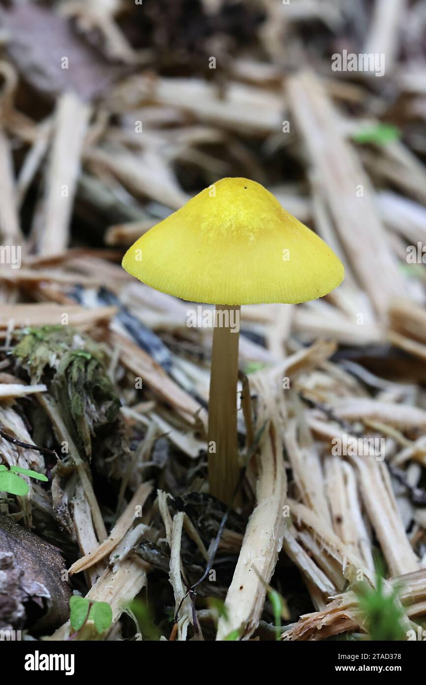 Pluteus leoninus, connu sous le nom de bouclier de lion, champignon sauvage de Finlande Banque D'Images