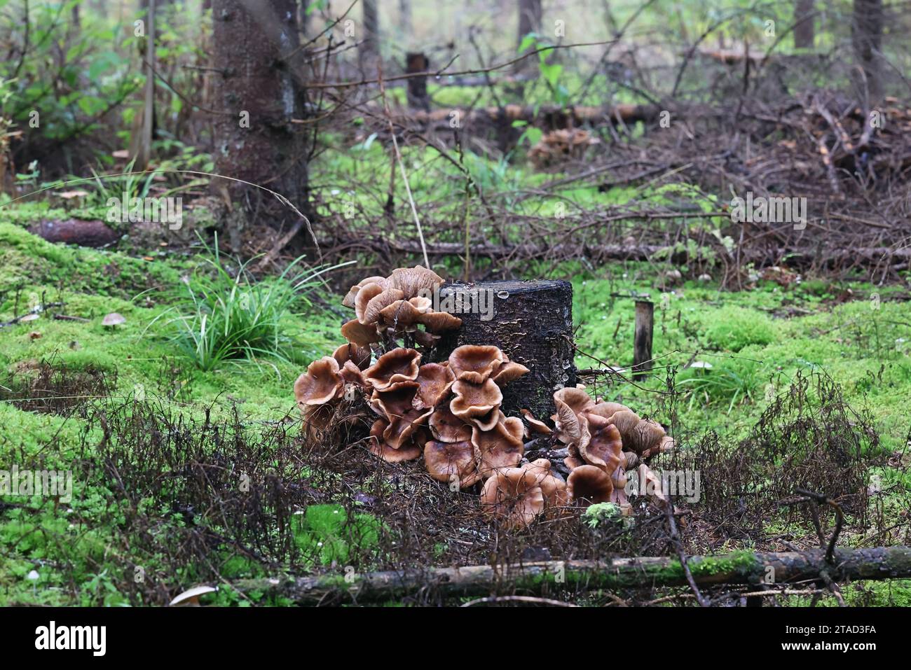 Armillaria ostoyae, également appelé Armillaria solidipes, communément appelé champignon du miel foncé, champignon sauvage de Finlande Banque D'Images