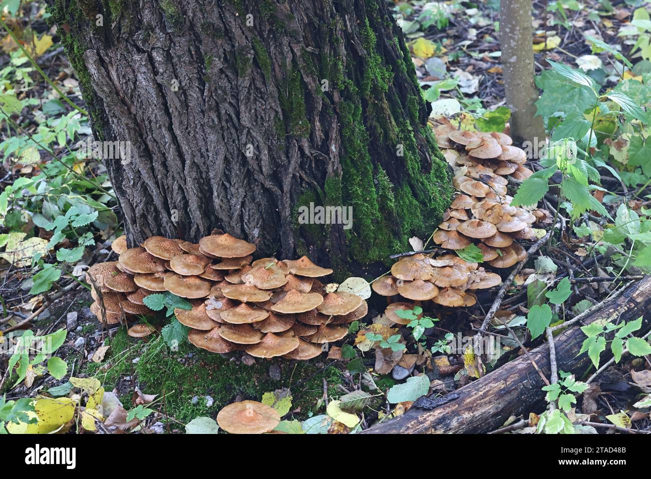 Shaggy scalycap, Pholiota squarrosa, également connu sous le nom de Shaggy Pholiota, ou Pholiota squameux, champignon sauvage de Finlande Banque D'Images