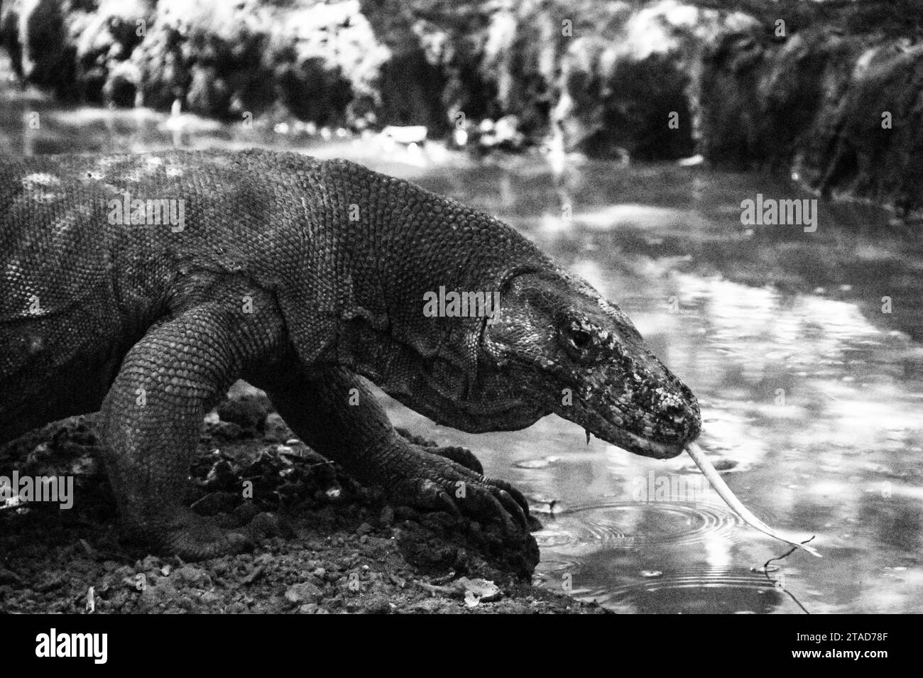 Indonésie- Lombok et Bali Banque D'Images