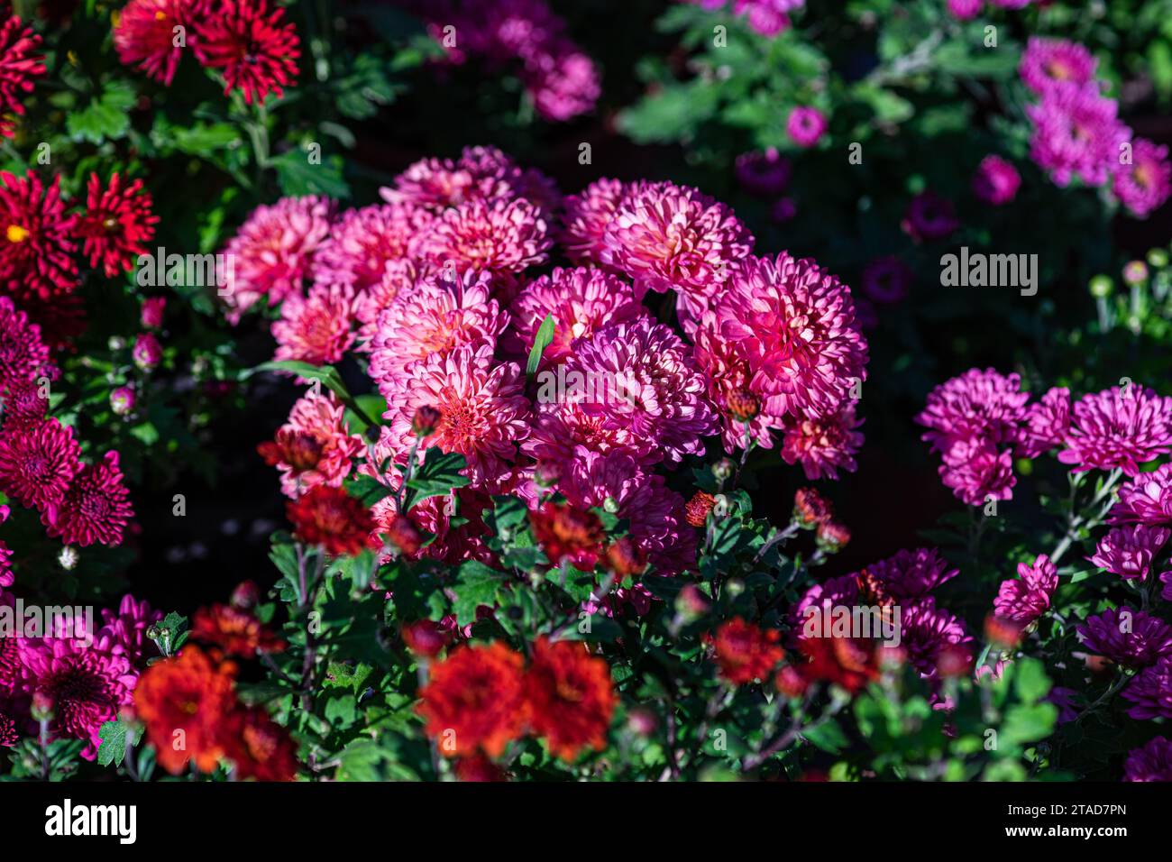 Fond automnal avec variété de fleurs violettes de chrysanthèmes dans le jardin Banque D'Images
