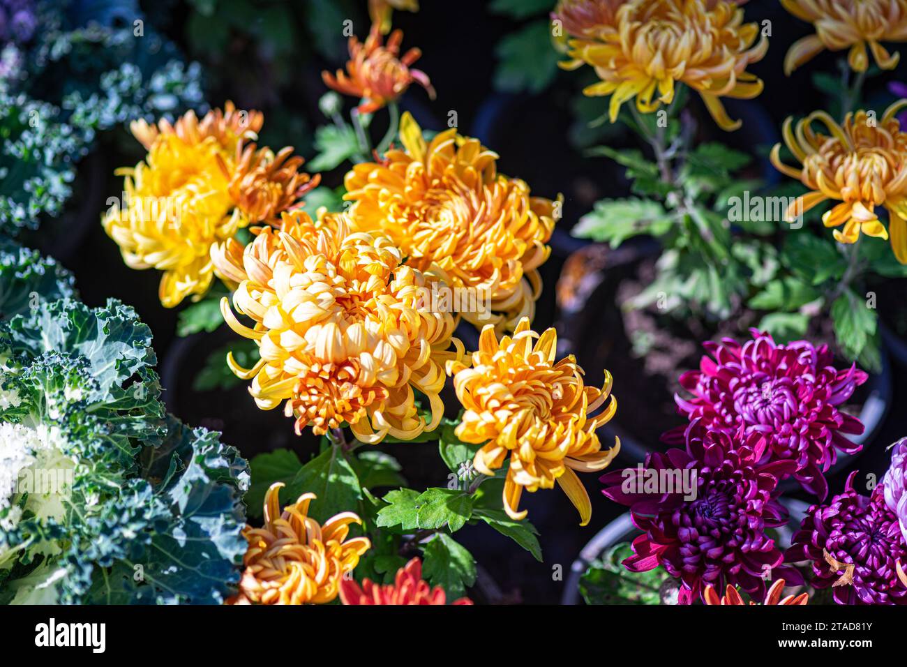 Près de fleurs jaunes de chrysanthèmes dans le jardin d'automne Banque D'Images