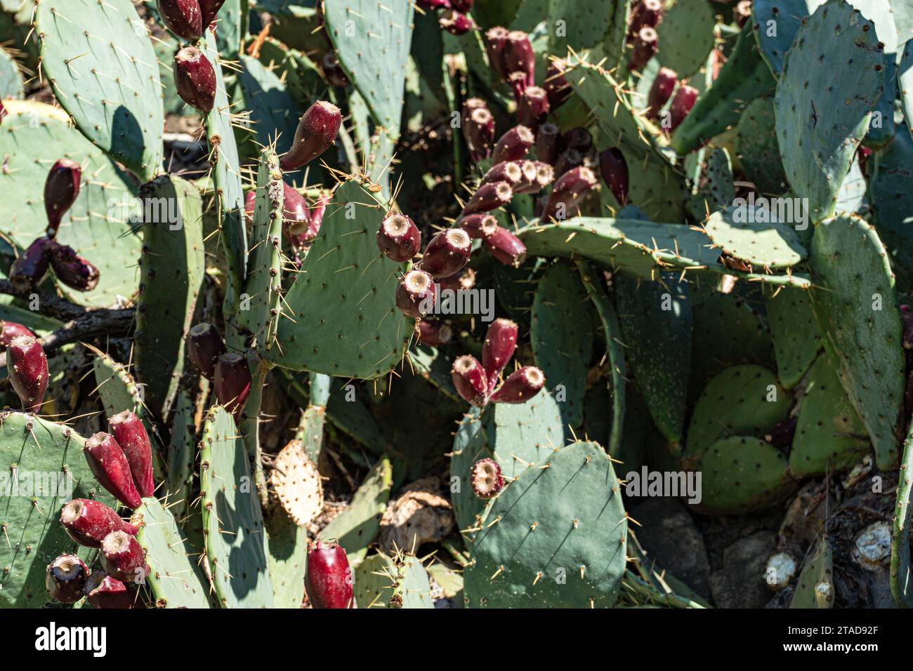 Cactus Opuntia avec des fruits en plein air Banque D'Images