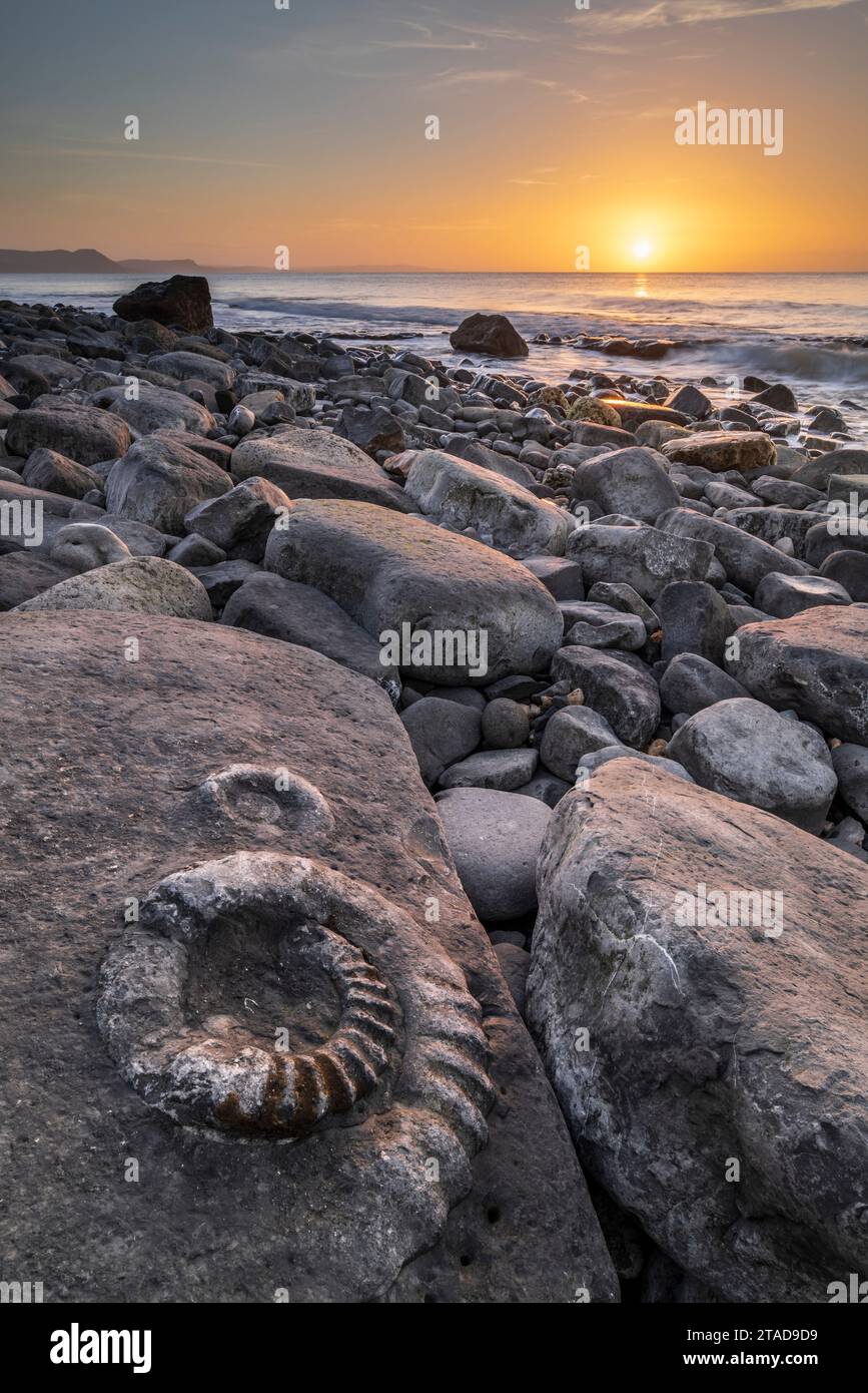 Ammonite fossilisée sur la chaussée d'ammonite au lever du soleil, Lyme Regis, Dorset, Angleterre. Hiver (février) 2022. Banque D'Images