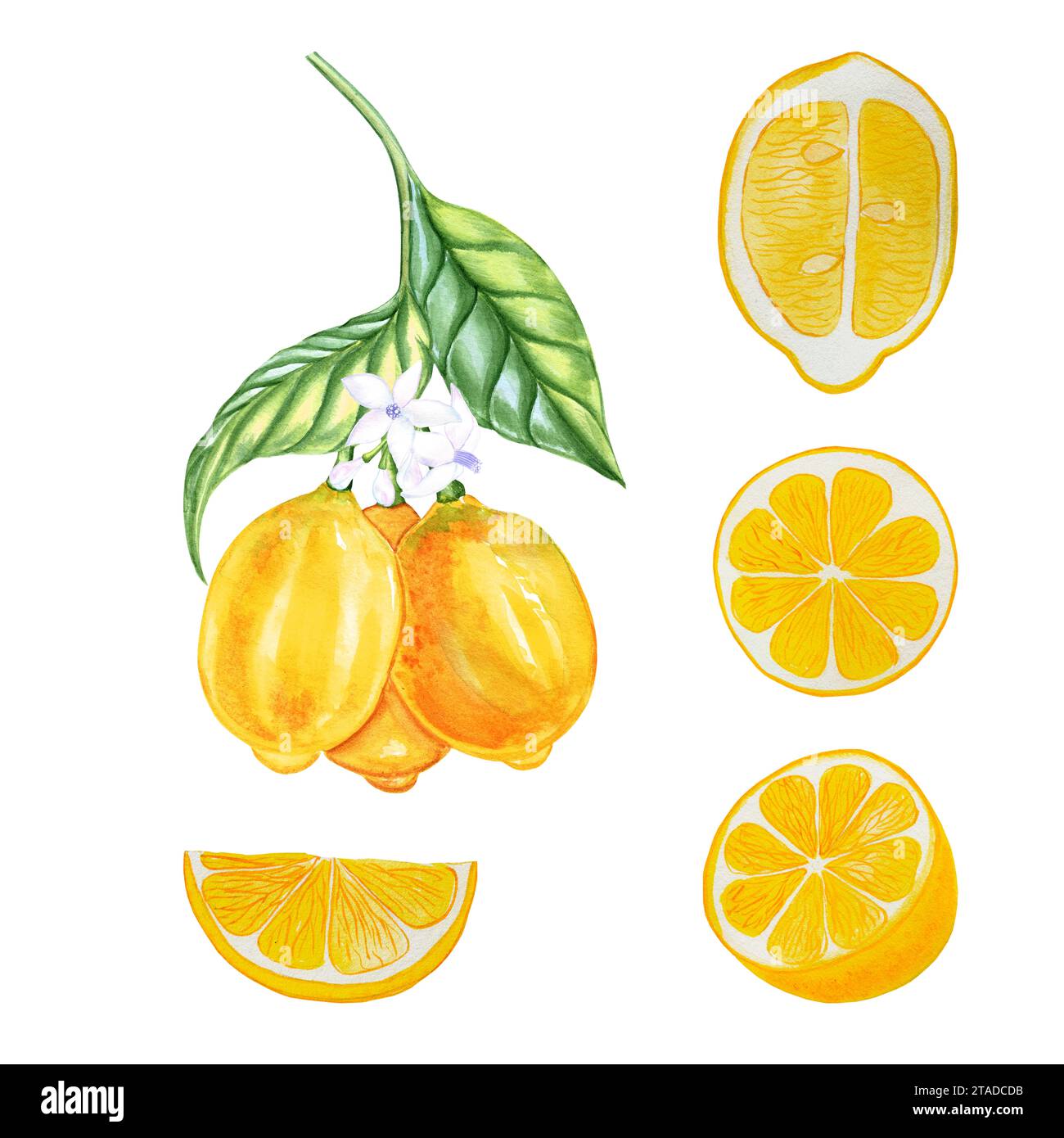 Citrons sur une branche et morceaux de fruits sur un fond isolé ensemble illustration aquarelle. Éléments de design dessinés à la main avec des fleurs blanches. Banque D'Images