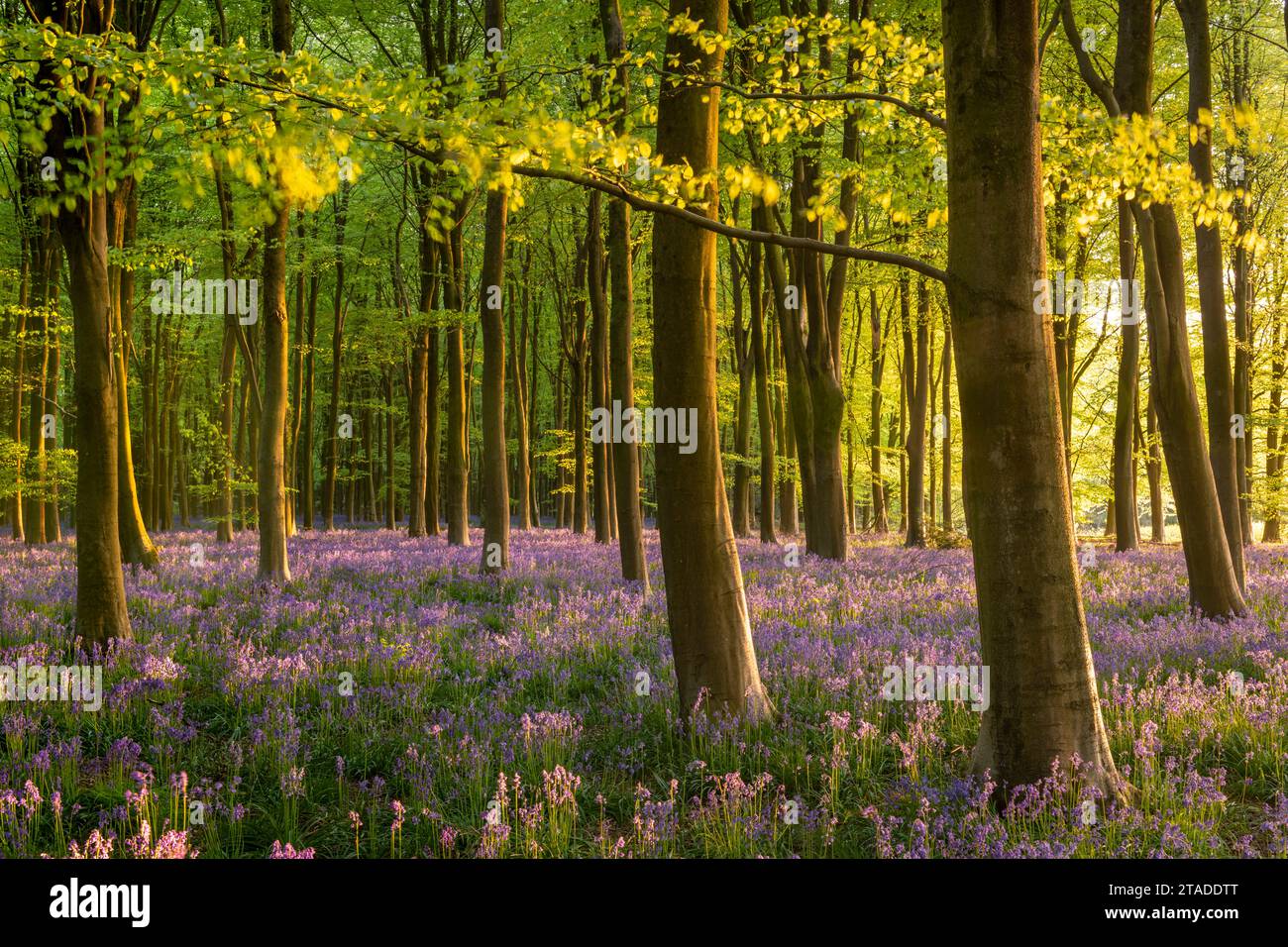 Belle lumière du soleil du soir dans une forêt de bluebell, Wiltshire, Angleterre. Printemps (mai) 2022. Banque D'Images