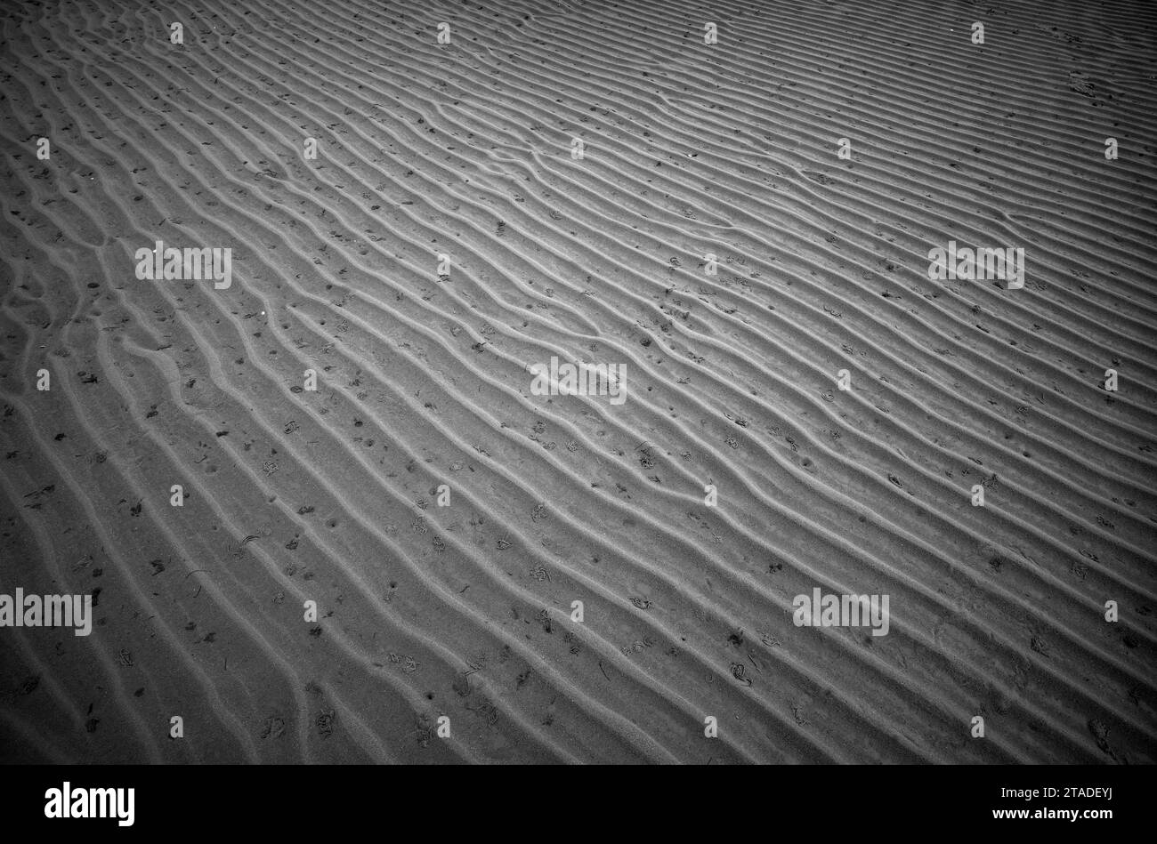 Ondulations du sable, lignes ondulées dans le sable. Lugworm (Arenicola marina), amas de lugworms, mer des Wadden, photographie en noir et blanc, Munkmarsch, mer du Nord Banque D'Images