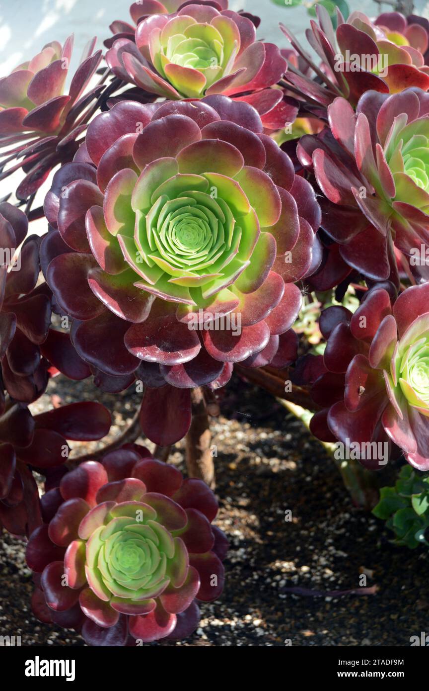 Aeonium rouge foncé et vert 'Velour' (Tree Houseleeks) cultivé dans la serre à RHS Bridgewater, Worsley, Salford, Greater Manchester, UK. Banque D'Images