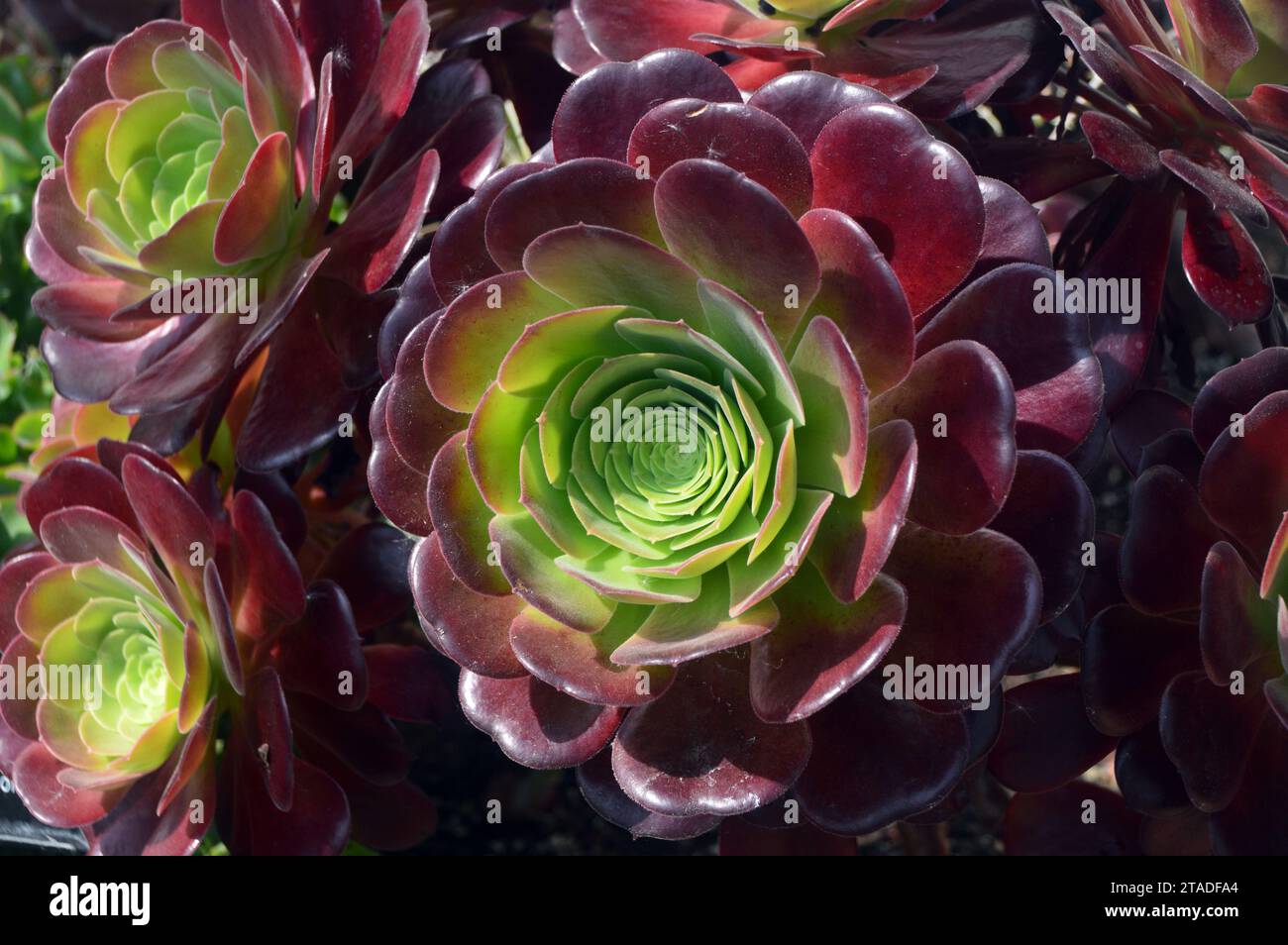 Aeonium rouge foncé et vert 'Velour' (Tree Houseleeks) cultivé dans la serre à RHS Bridgewater, Worsley, Salford, Greater Manchester, UK. Banque D'Images