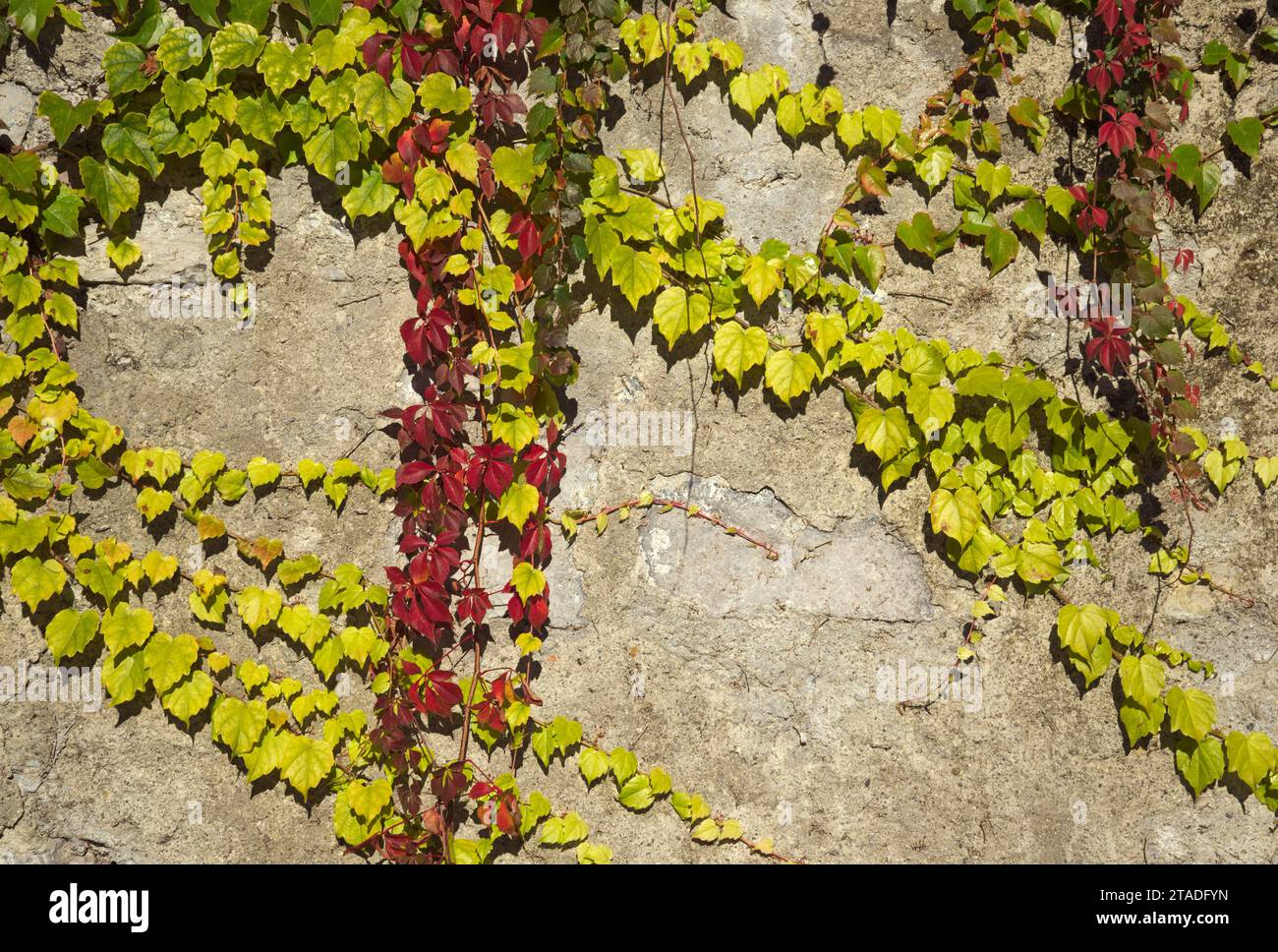 feuilles de vigne d'automne sur le mur Banque D'Images