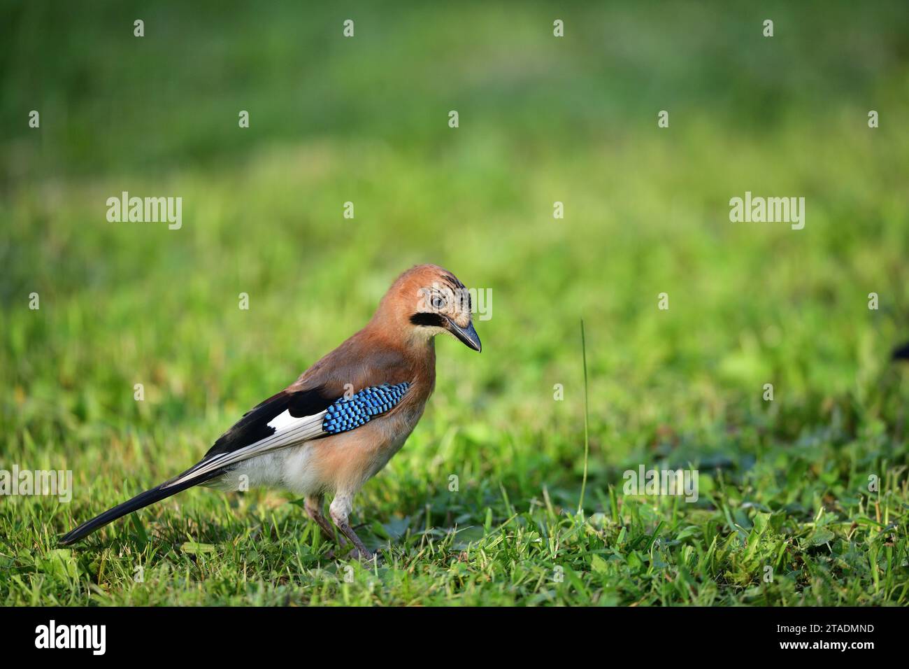 Le jay eurasien marchant et mangeant dans l'herbe à proximité portrait Banque D'Images