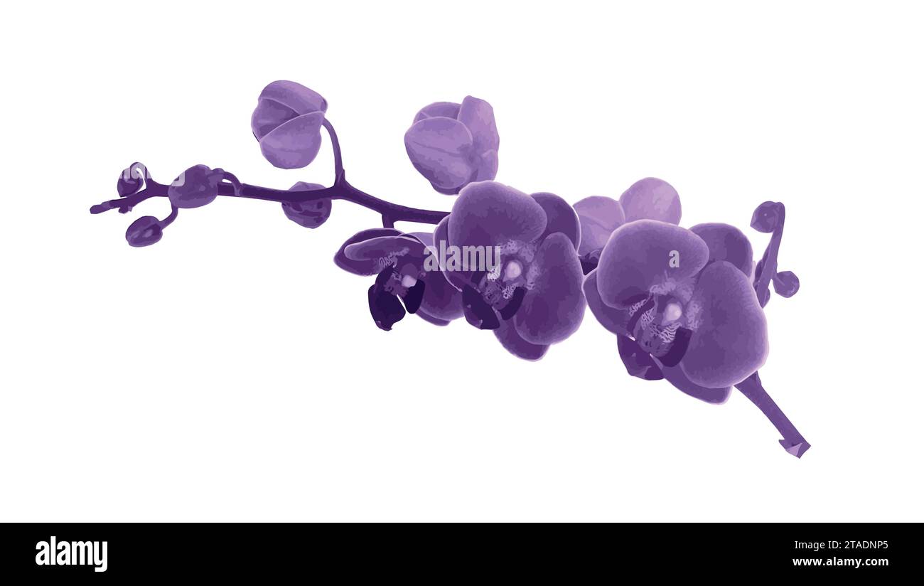 Branche de fleur d'orchidée avec des bourgeons et des fleurs illustration vectorielle isolée sur blanc, pour la conception tropicale, invitation de mariage romantique, fond ou f Illustration de Vecteur