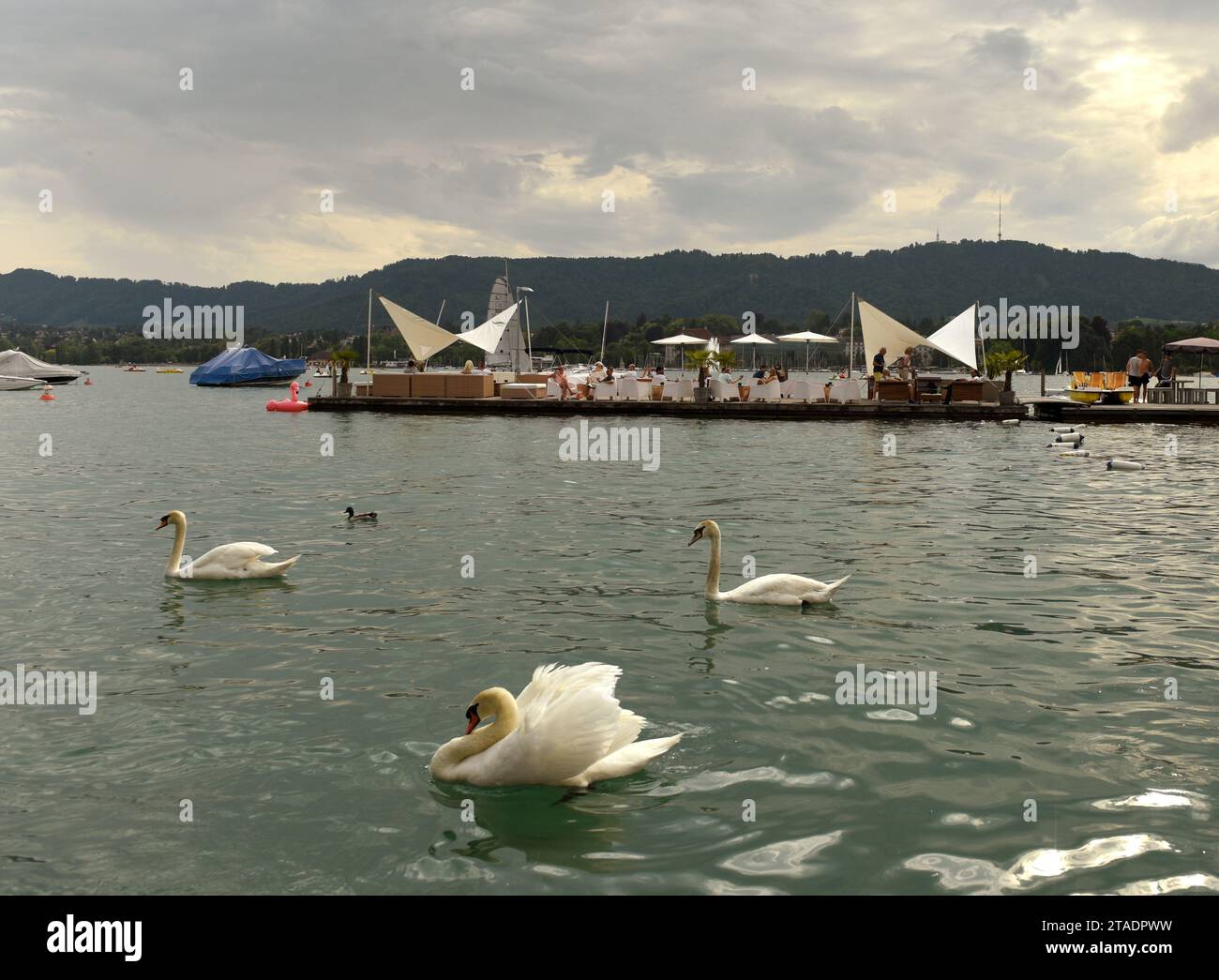 Zurich, Suisse - 03 juin 2017 : cygnes sur le lac de Zurich. Banque D'Images