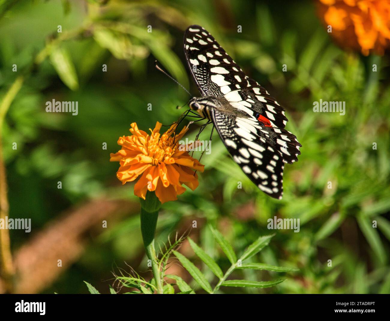Un papillon sur une fleur de souci, belle plante colorée en arrière-plan. Banque D'Images