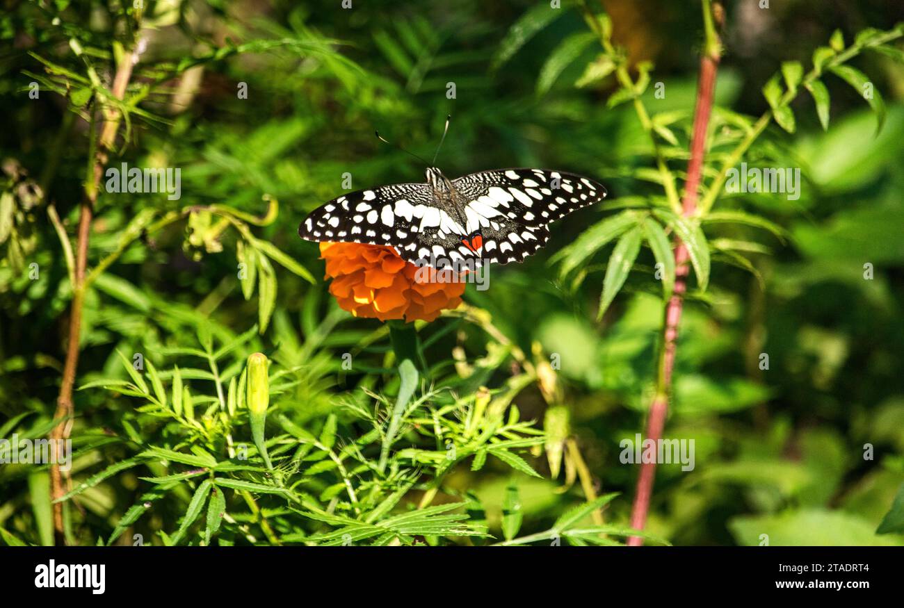 Papillon sur les plantes de fleur de souci, Une belle couleur en arrière-plan. Banque D'Images