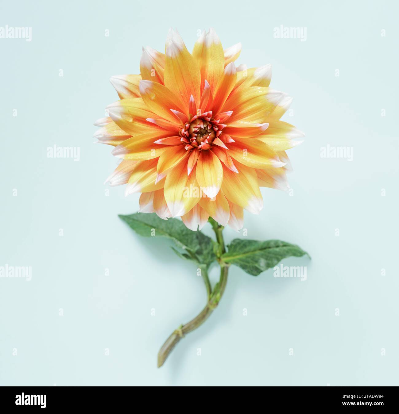 Dahlia blanc orange simple bicolore sur fond Uni Banque D'Images