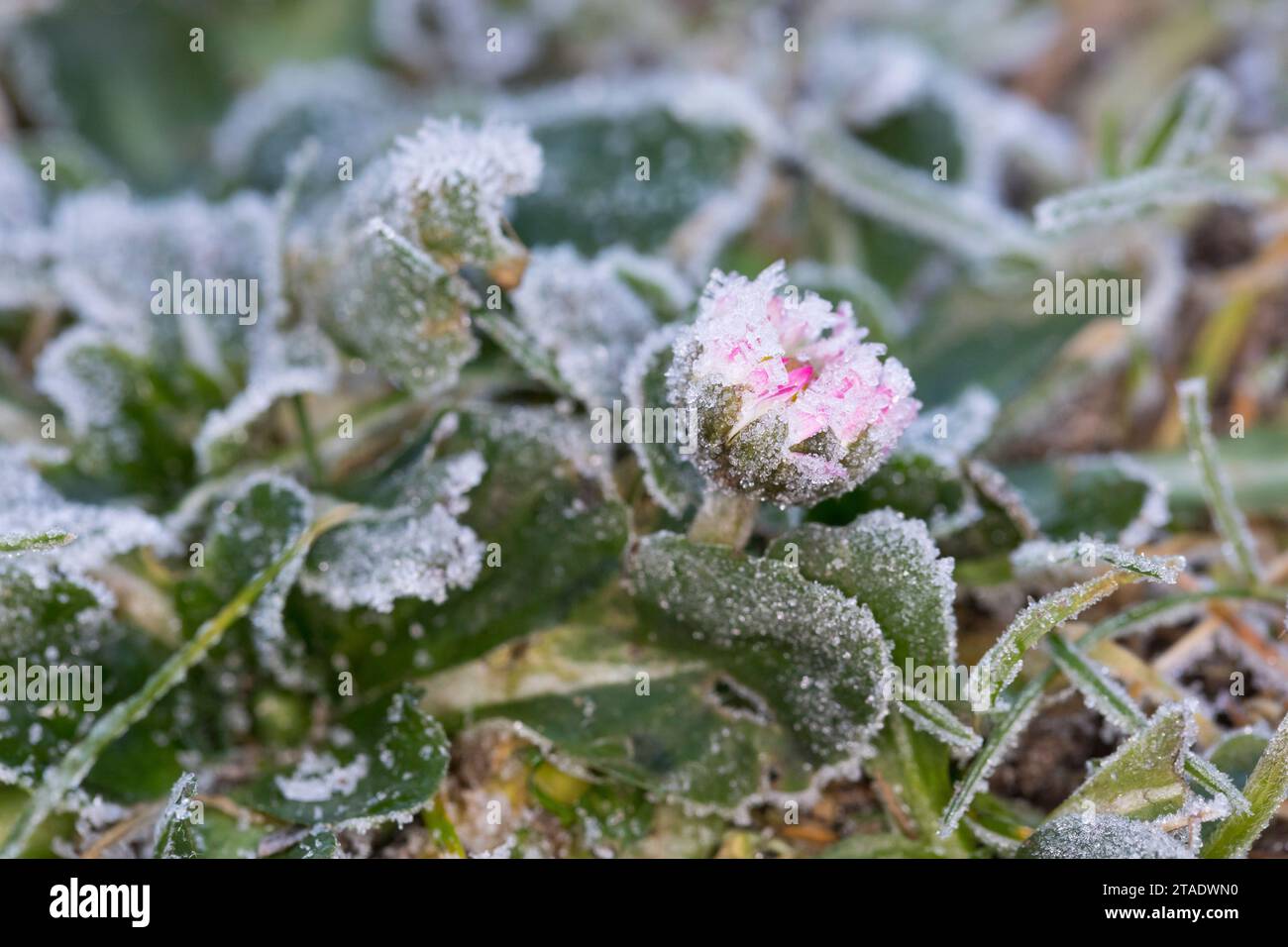 Gänseblümchen Ausdauerndes Mehrjähriges, Gänseblümchen, Gänseblümchen,-1074 Villa Alice, Tausendschön, Bellis perennis, anglais, Daisy Daisy commune, pelouse d Banque D'Images