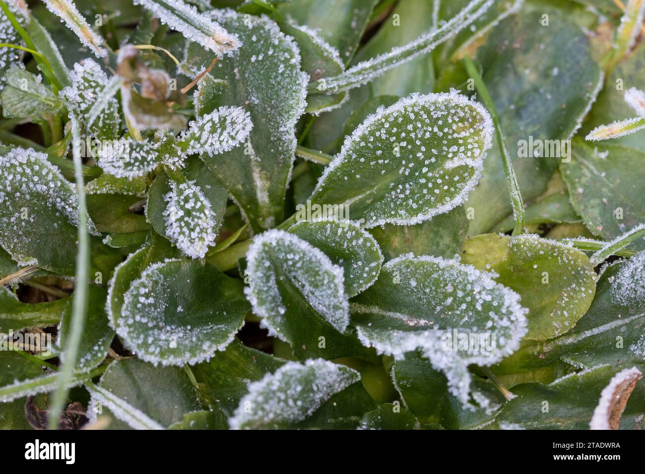 Gänseblümchen Ausdauerndes Mehrjähriges, Gänseblümchen, Gänseblümchen,-1074 Villa Alice, Tausendschön, Bellis perennis, anglais, Daisy Daisy commune, pelouse d Banque D'Images