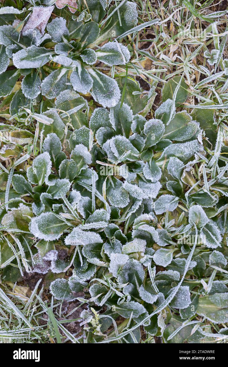 Gänseblümchen Ausdauerndes Mehrjähriges, Gänseblümchen, Gänseblümchen,-1074 Villa Alice, Tausendschön, Bellis perennis, anglais, Daisy Daisy commune, pelouse d Banque D'Images