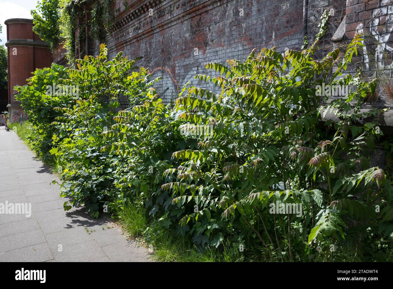 Götterbaum, Chinesischer Götterbaum, Ailanthus altissima, Ailanthus glandulosa, arbre du paradis, ailanthus, chouchun, l'ailante glanduleux, Ailante, Fa Banque D'Images