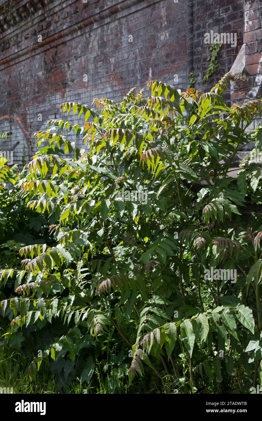 Götterbaum, Chinesischer Götterbaum, Ailanthus altissima, Ailanthus glandulosa, arbre du paradis, ailanthus, chouchun, l'ailante glanduleux, Ailante, Fa Banque D'Images