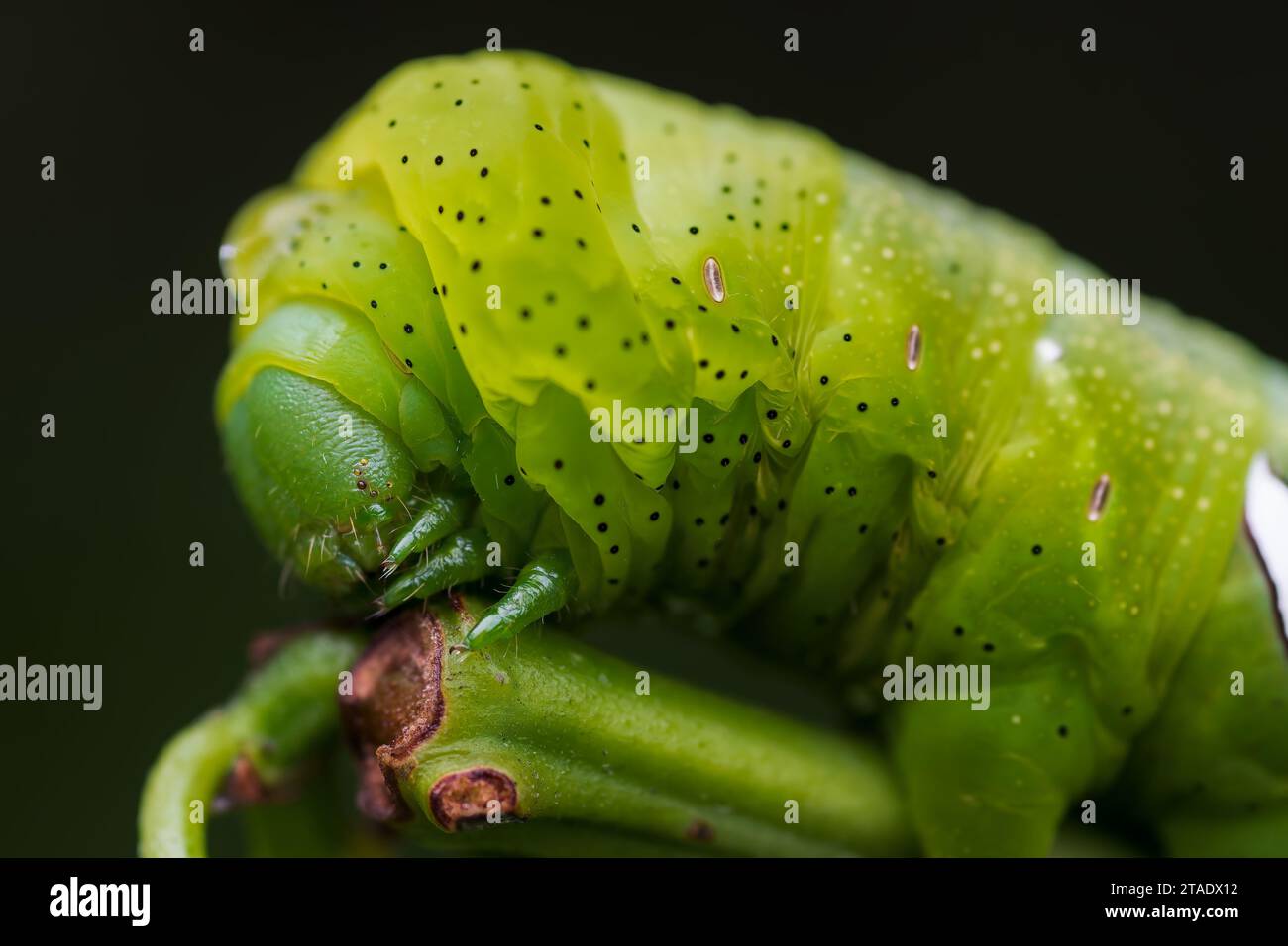 Cette image de stock capture une vue rapprochée d'un grand insecte vert Oruga perché sur un lit de feuillage vert luxuriant Banque D'Images