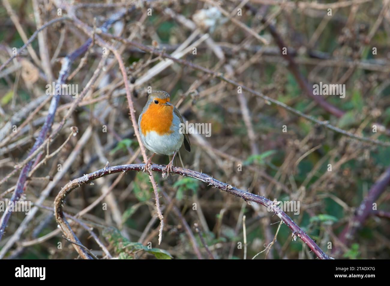 Robin (erithacus rubecula) sur broussailles en hiver Banque D'Images