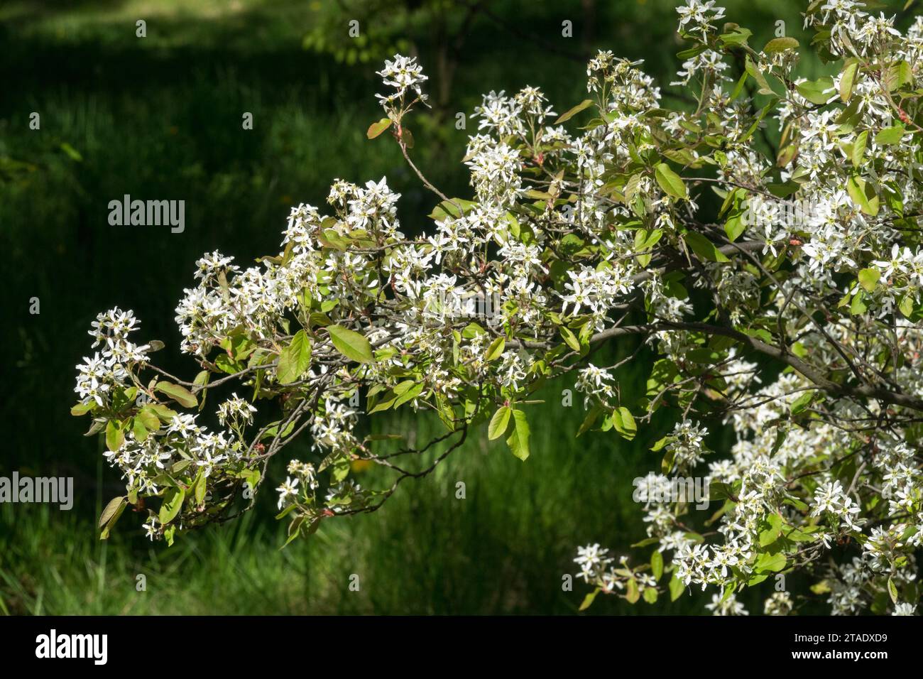 Printemps, jardin, arbuste, Juneberry coréen, floraison, Amelanchier asiatica par une journée ensoleillée Banque D'Images