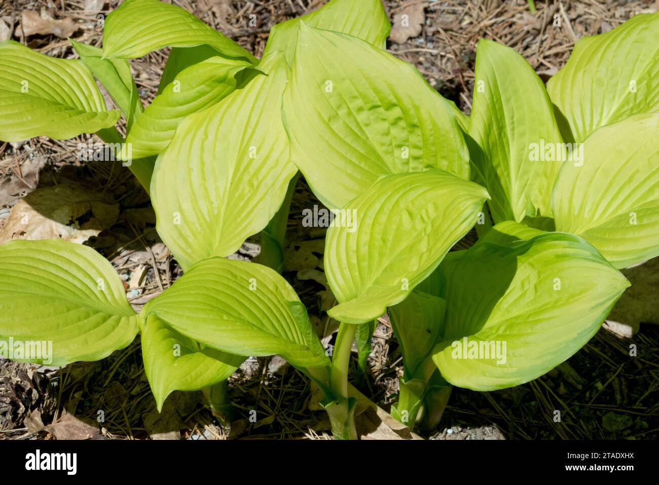 Feuilles neuves jaune doré Hosta 'Hoosier Harmony' Banque D'Images