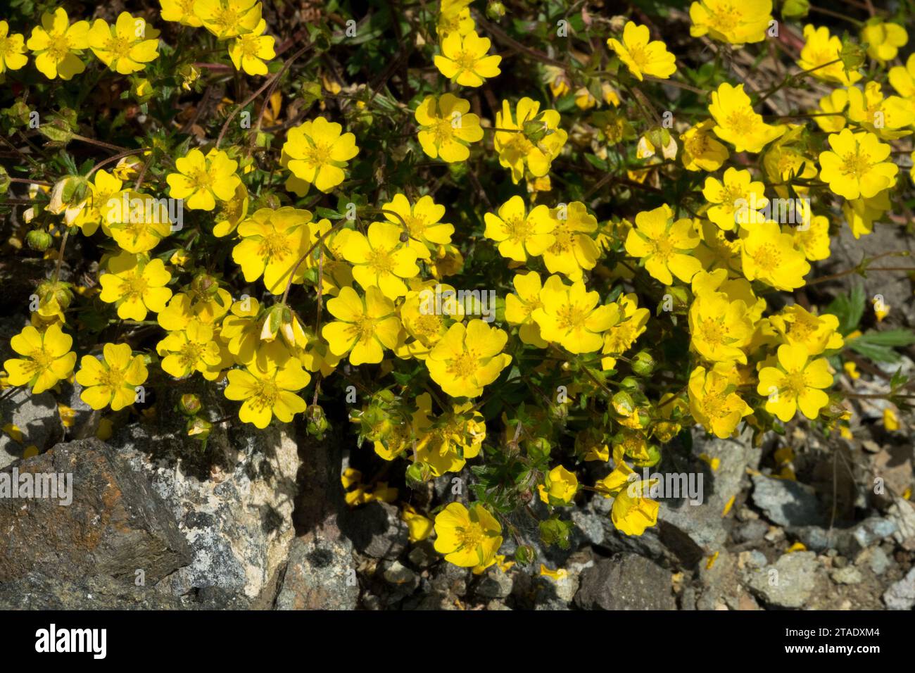 Potentilla crantzii, le Cinquefoil alpin, est une plante à fleurs de la famille des Rosaceae. Banque D'Images
