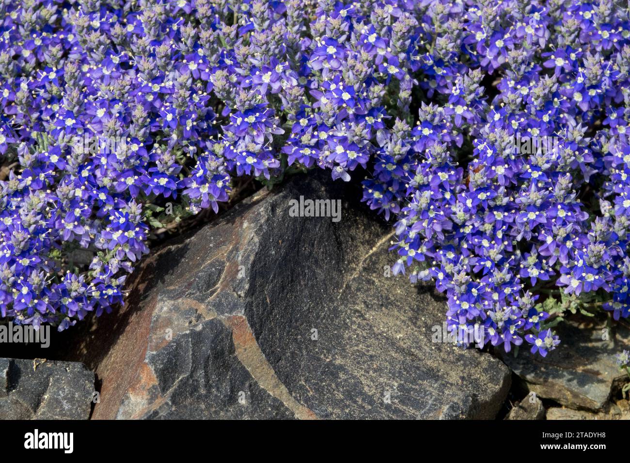Bleu, floraison, plante, Veronica polifolia, alpin, vaisselle, couverture, pierre, jardin Banque D'Images