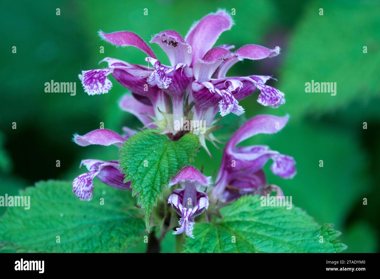 Géant, ortie morte, plante, Lamium orvala, fleur, Red Deadnettle à feuilles de baume, Purple Lamium, Ortie, floraison, fermer Banque D'Images