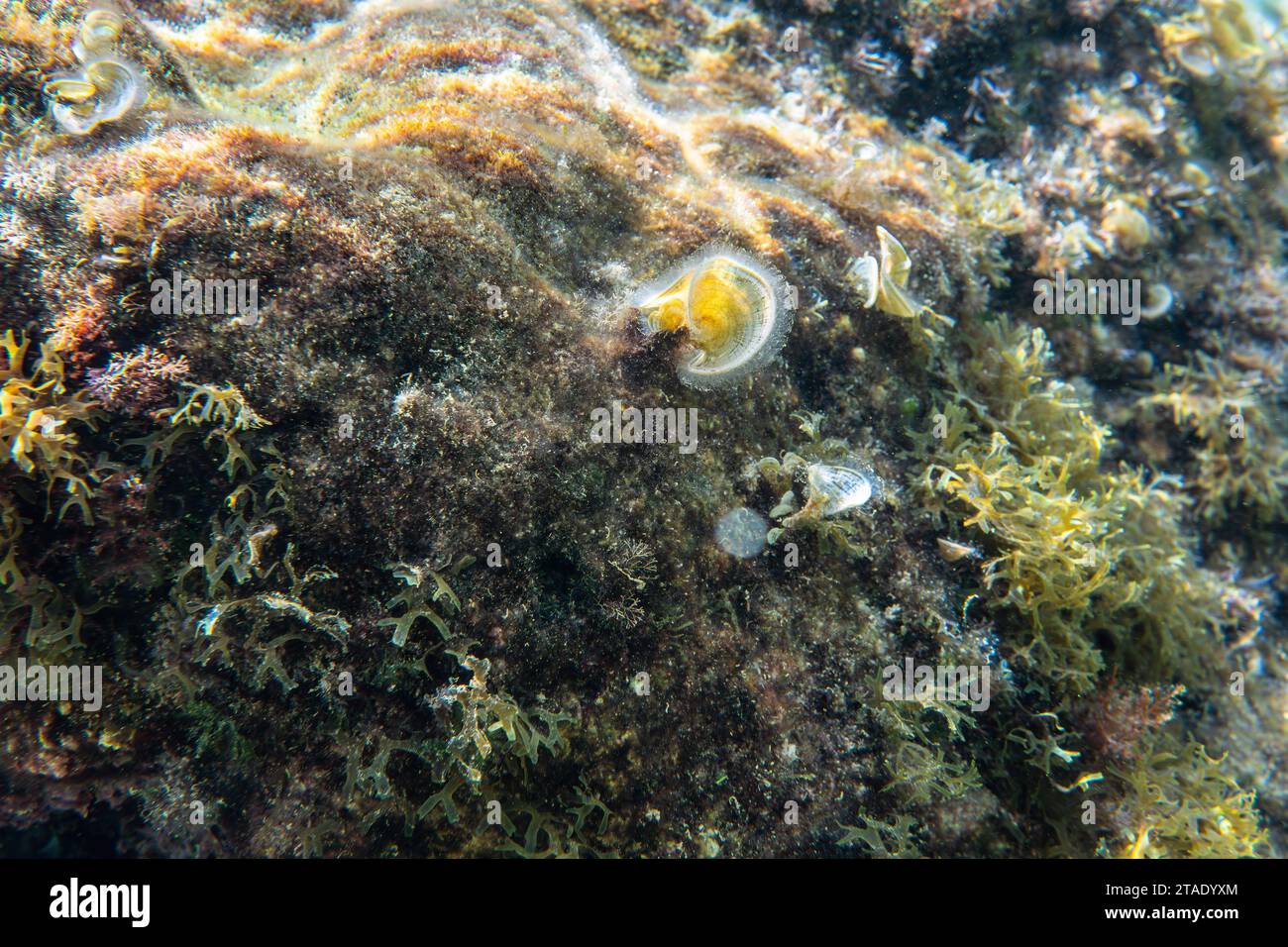 Plantes et algues sous-marines, espèces padina pavonica, poussant sur des rochers près de la surface de la mer - plongée avec tuba à Limni, Grèce Banque D'Images
