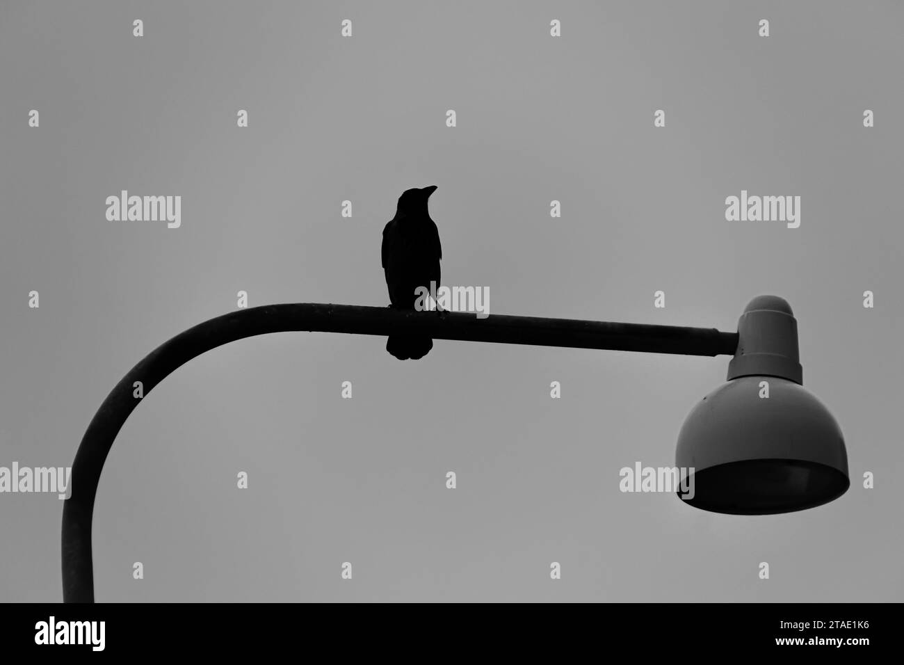Vue à faible angle de l'oiseau perché sur le lampadaire contre le ciel clair Banque D'Images