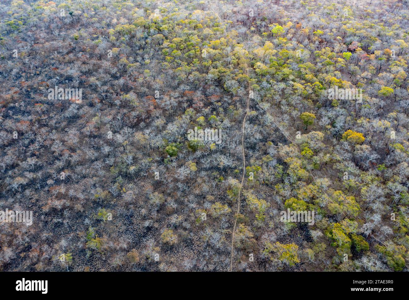 Tanzanie, région de Morogoro, la forêt s’étend à perte de vue et plusieurs ONG investissent dans sa protection (Honeyguide, Carbon Tanzania ainsi que les WMA (zones de gestion de la faune) locales nous voyons ici la trace des brûlures faites par les agriculteurs (vue aérienne) Banque D'Images