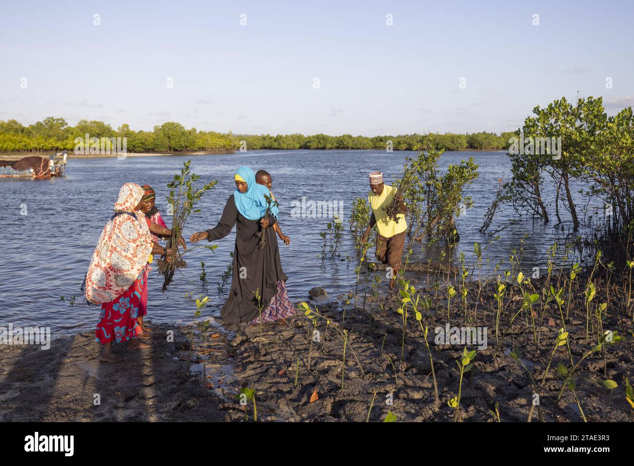 Tanzanie, Zanzibar, Bumbwini l'ONG Mwambao travaille avec les communautés pour replanter les mangroves et préserver les écosystèmes marins Banque D'Images