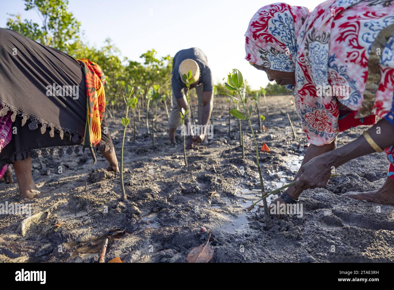 Tanzanie, Zanzibar, Bumbwini l'ONG Mwambao travaille avec les communautés pour replanter les mangroves et préserver les écosystèmes marins Banque D'Images