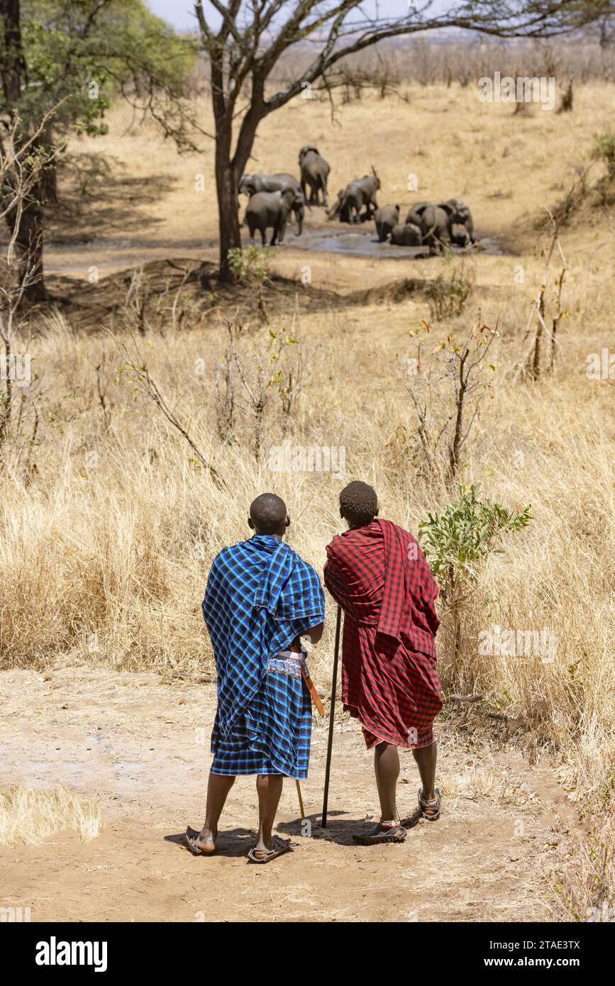 Tanzanie, faune, WMA (zone de gestion de la faune) de Randilen, deux Massai observant des éléphants au point d’eau Banque D'Images