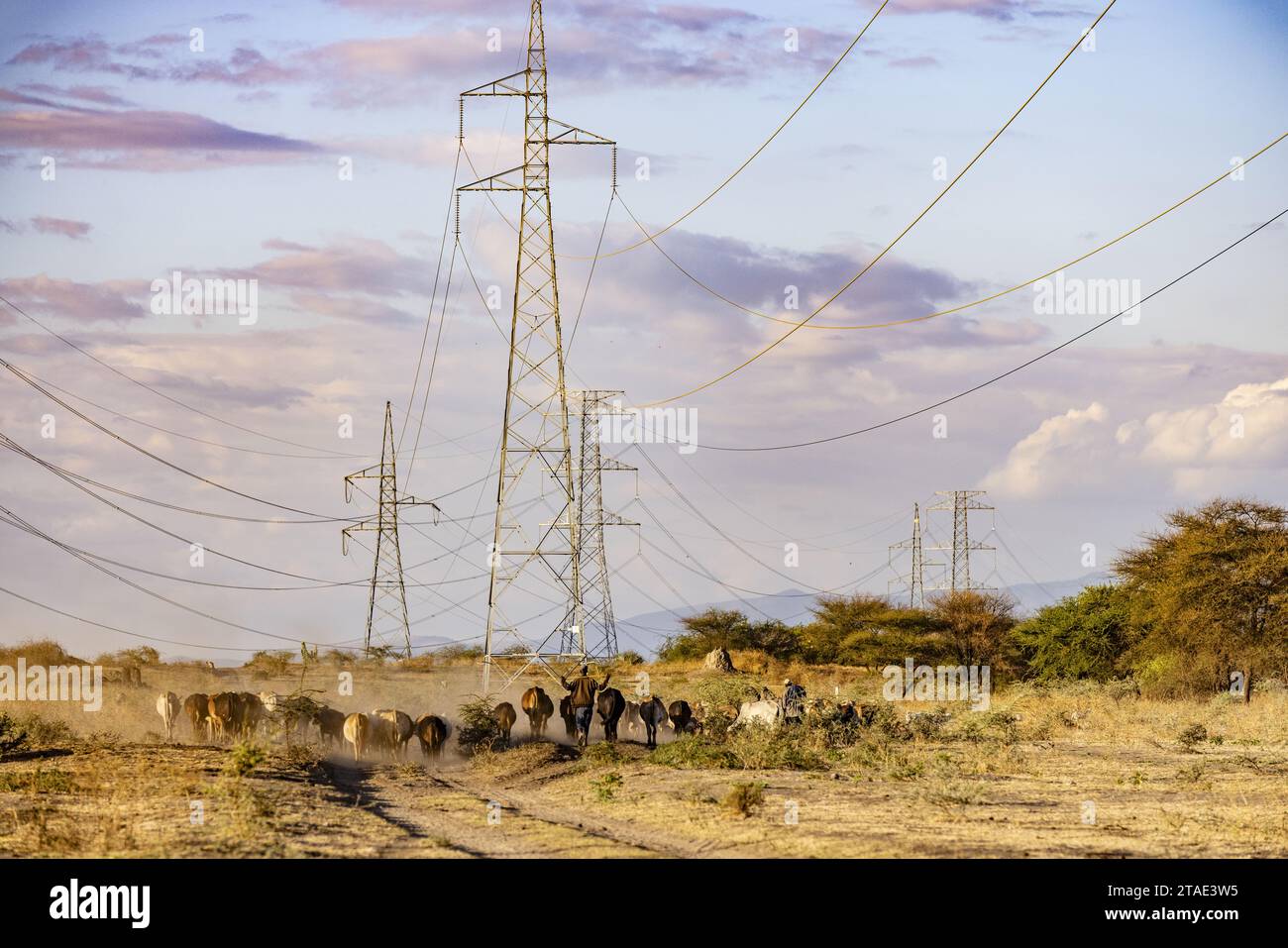 Tanzanie, Manyara, un éleveur Massaï avec son troupeau paissant sous des pylônes électriques Banque D'Images