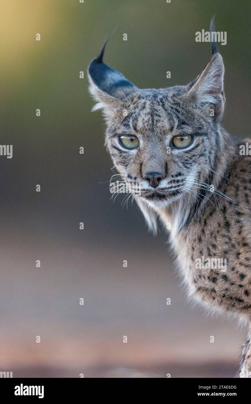 Espagne, province de Castilla-la Mancha, propriété privée, Lynx ibérique ou Lynx espagnol ou Lynx pardelle (Lynx pardinus), marche Banque D'Images