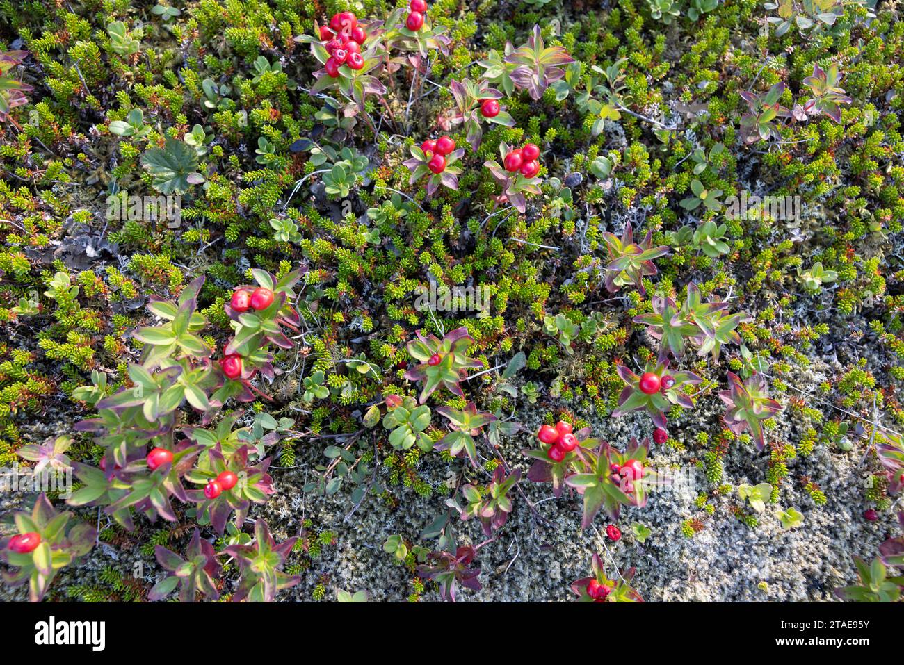 Norvège, comté de Nordland, îles Lofoten, tapis de lichen suédois Dogwood (cornus Suecica) Banque D'Images