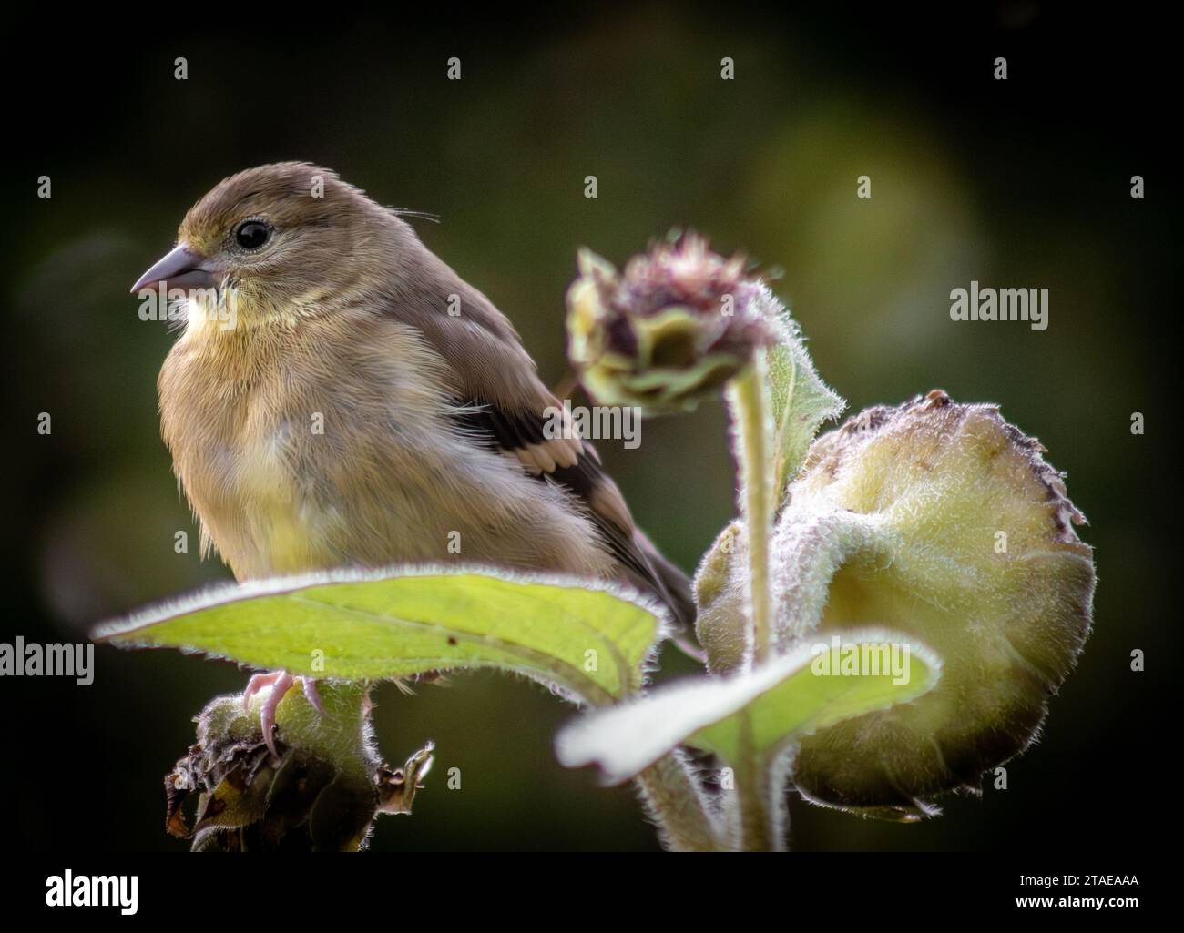Finch américain reposant sur un tournesol Banque D'Images