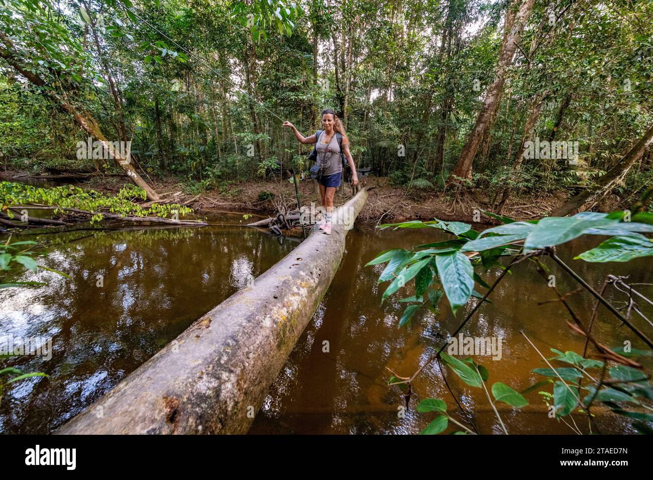 France, Guyane, Saint-Laurent-du-Maroni, traversée de rivière sur un arbre tombé, sur le sentier des chutes Voltaire Banque D'Images