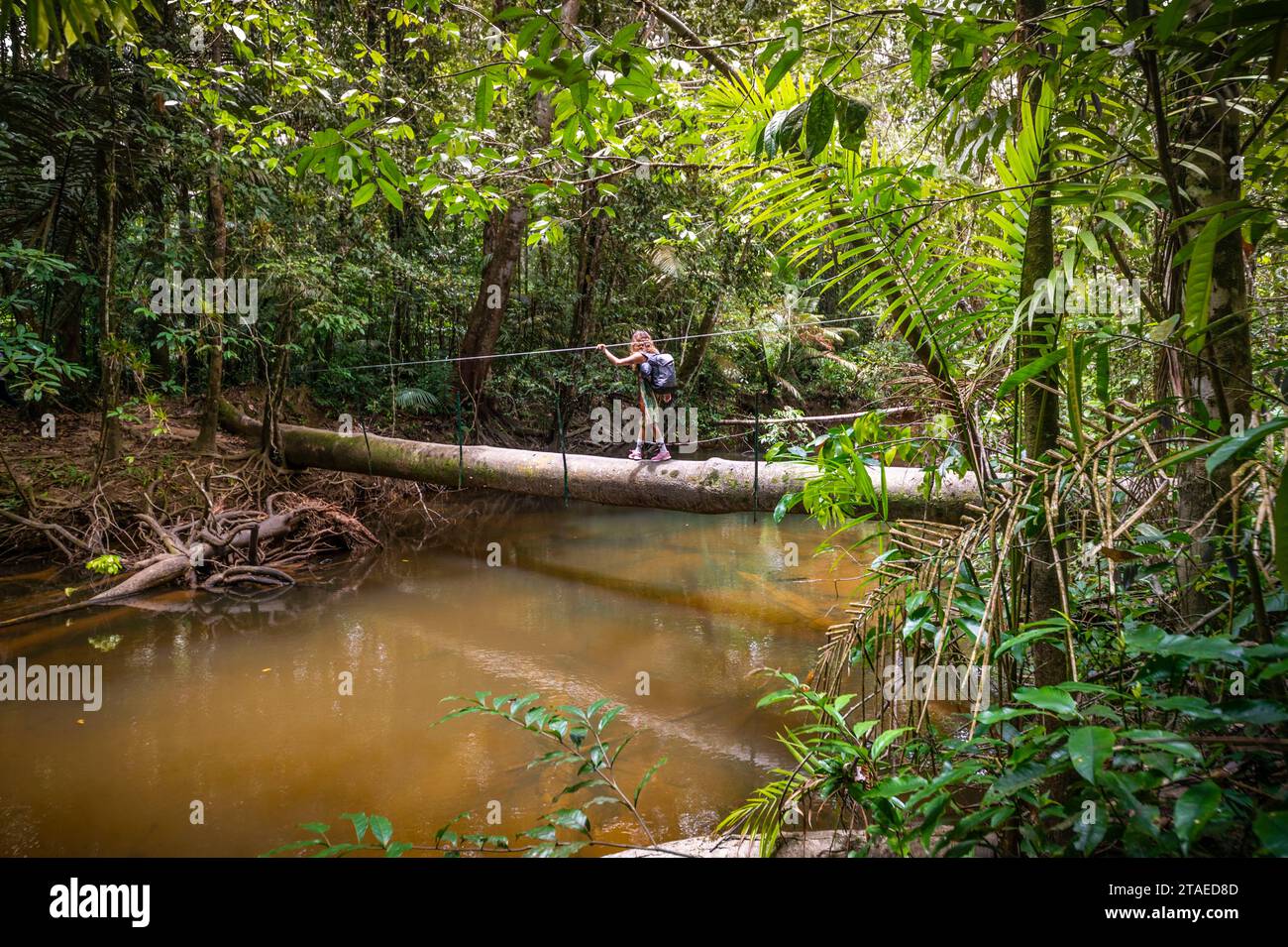 France, Guyane, Saint-Laurent-du-Maroni, traversée de rivière sur un arbre tombé, sur le sentier des chutes Voltaire Banque D'Images