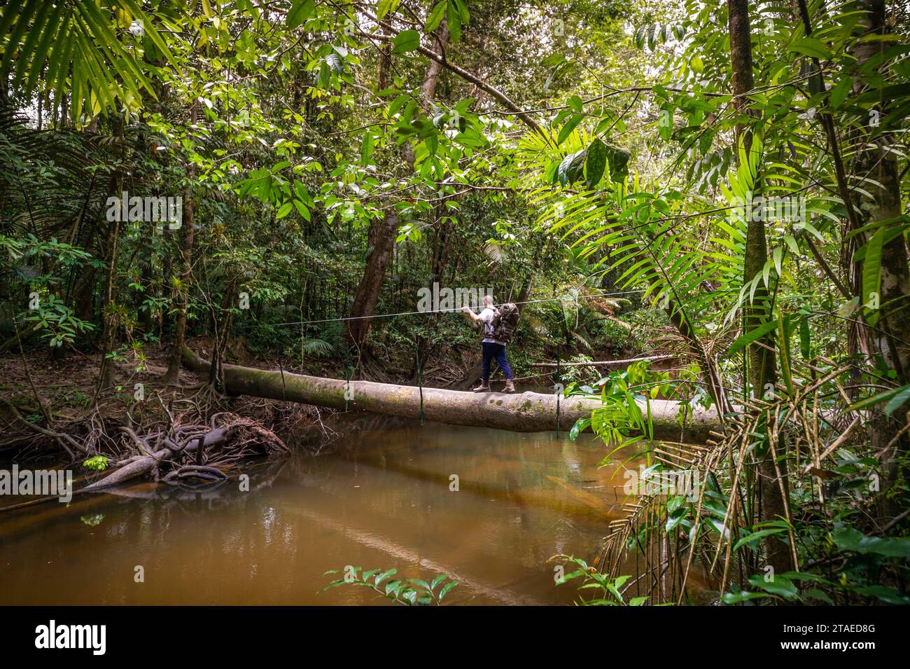 France, Guyane, Saint-Laurent-du-Maroni, traversée de rivière sur un arbre tombé, sur le sentier des chutes Voltaire Banque D'Images